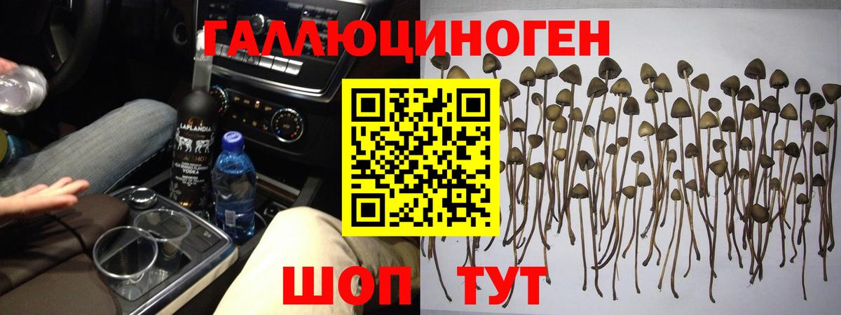 Галлюциногенные грибы Psilocybine cubensis Котельники